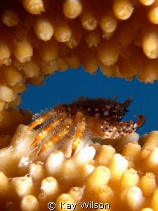 Mud Crab hiding in Elks Horn Coral by Kay Wilson 